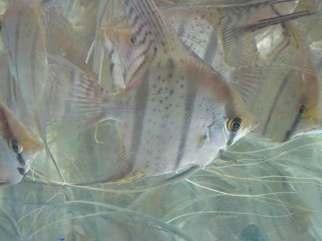 Spotted Angel Fish 4