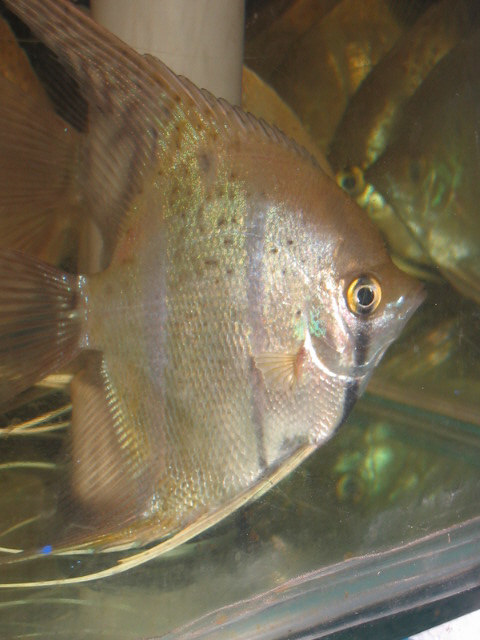 Spotted Angel fish blue gill cover