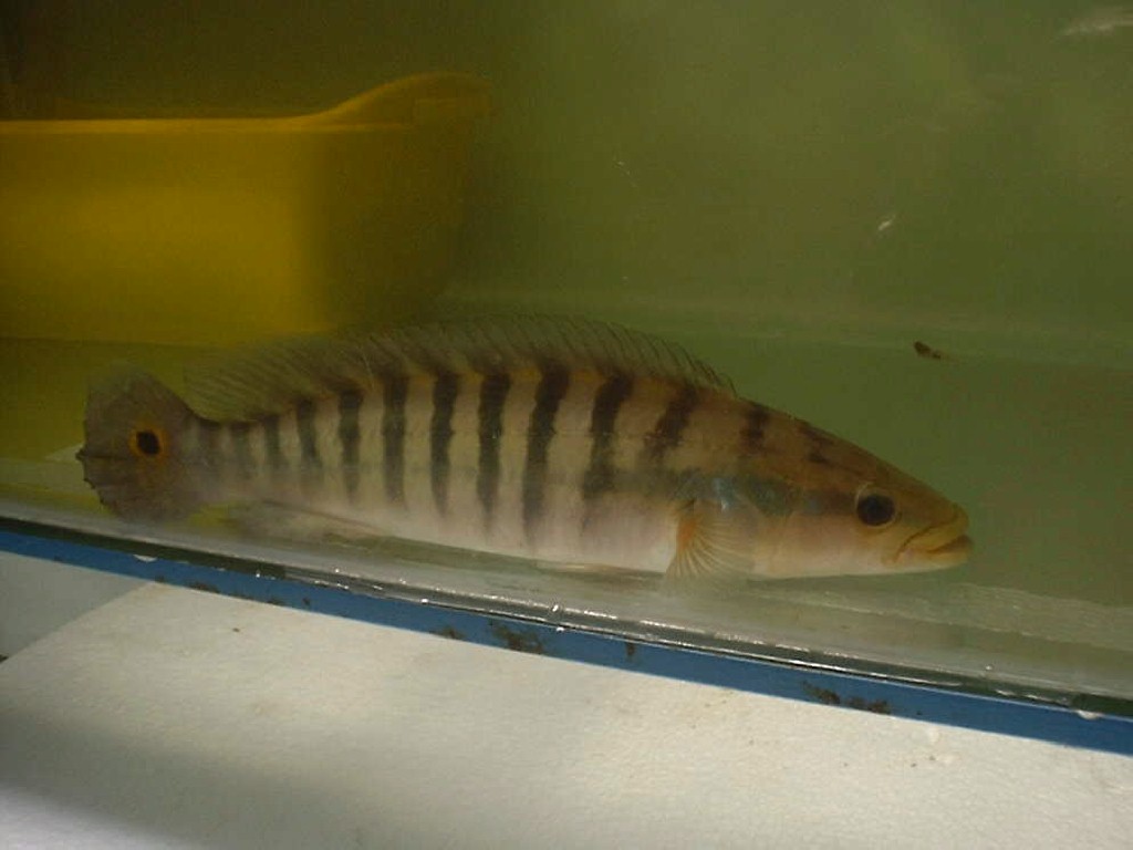 Crenichicla sp. BOMBER