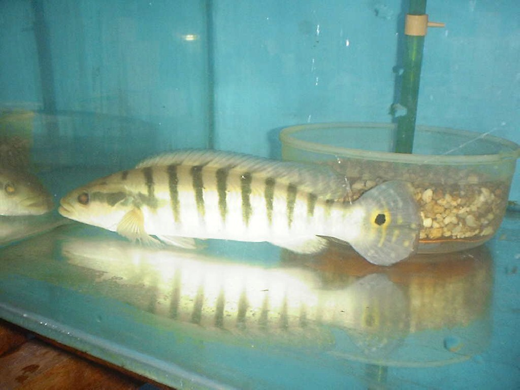 Crenichicla sp. BOMBER 2