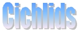 Cichlids