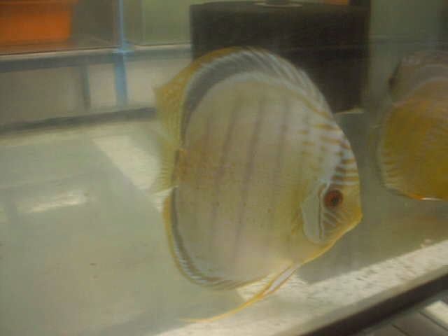 Blue discus