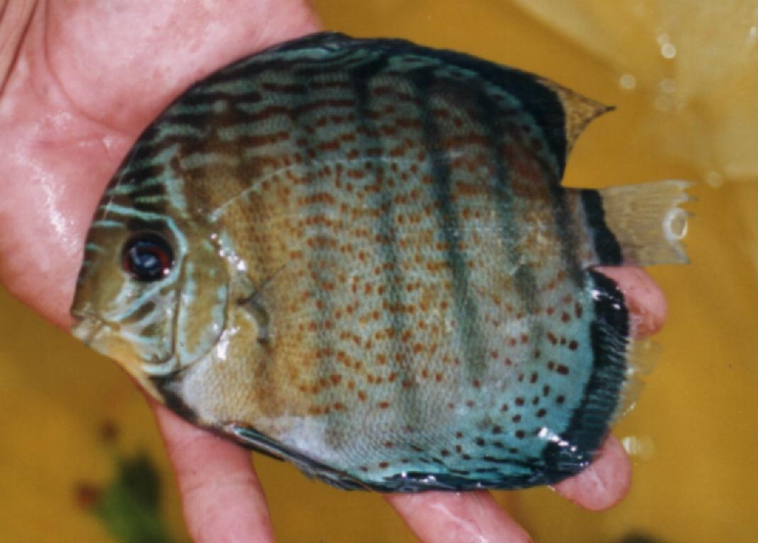 Nanay RSG AAA discus