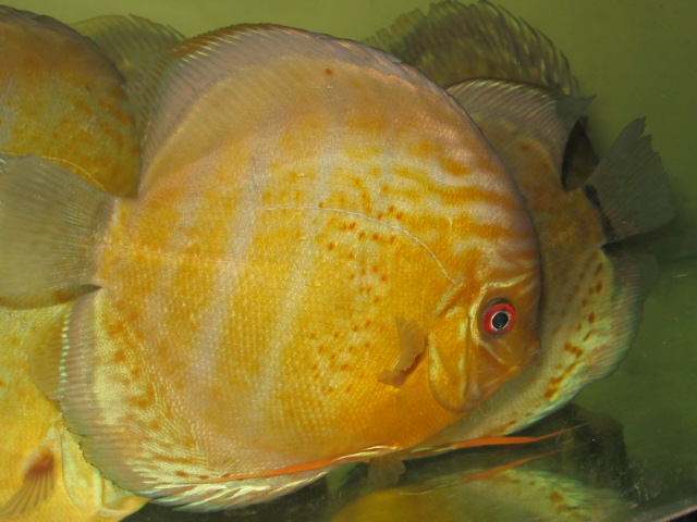 RSG Discus regular form