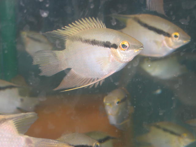 Mesonauta festivum