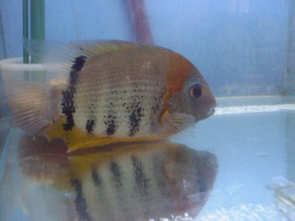 Heros severum Red Banded
