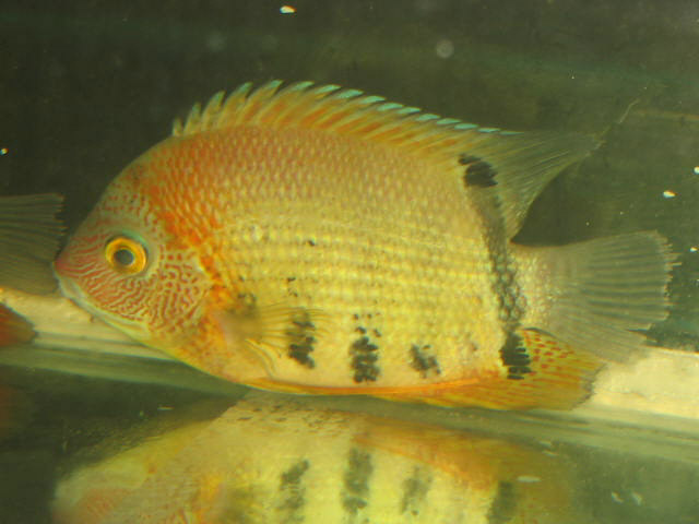 Heros severum Red Banded 2