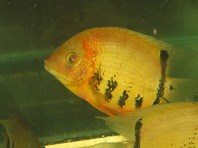 Heros severum Red Banded 3