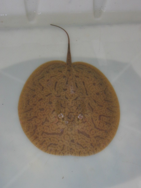 Disceus aierba (Ceja stingray)