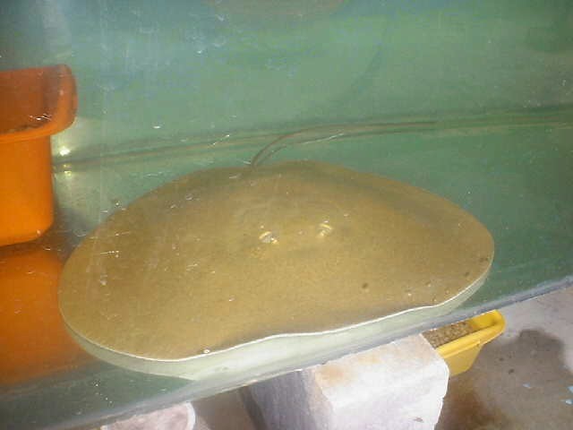 Disceus sp. (China stingray)