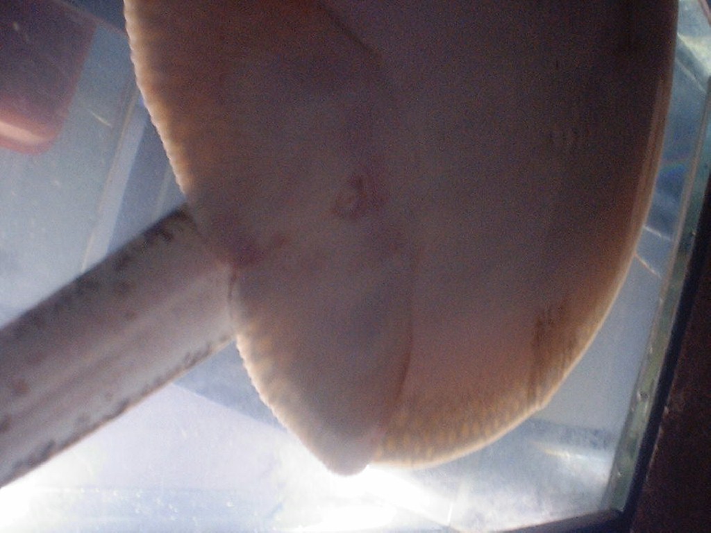 Female stingray