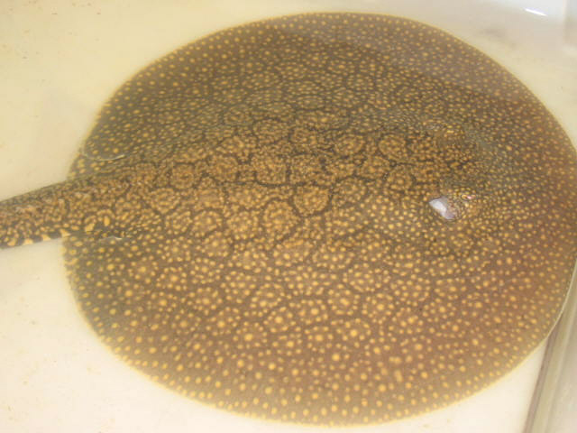 Motelo stingray II Momon river