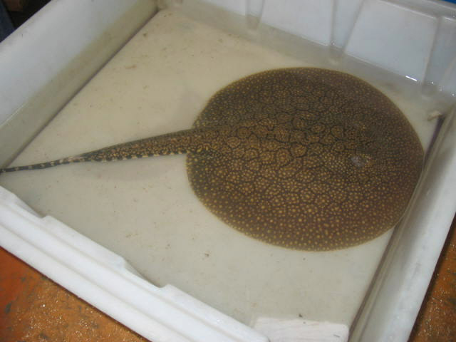 Motelo stingray Momon river Full pic