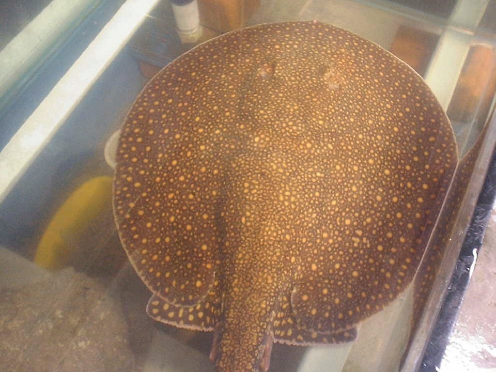 Potamotrygon sp. (Galaxia stingray)