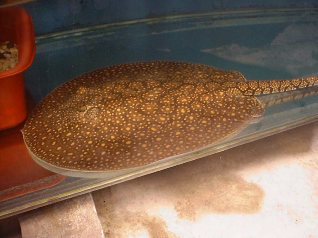 Potamotrygon sp. (Hawaian stingray)