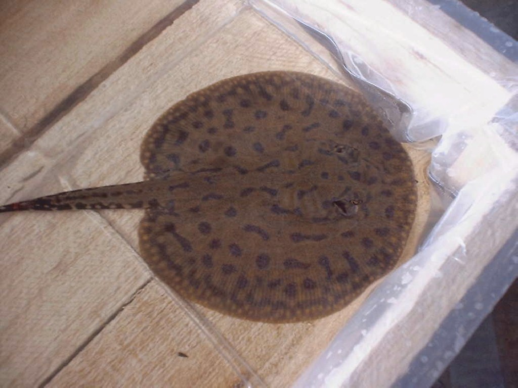 Potamotrygon histrix