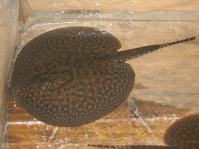 Potamotrygon histryx