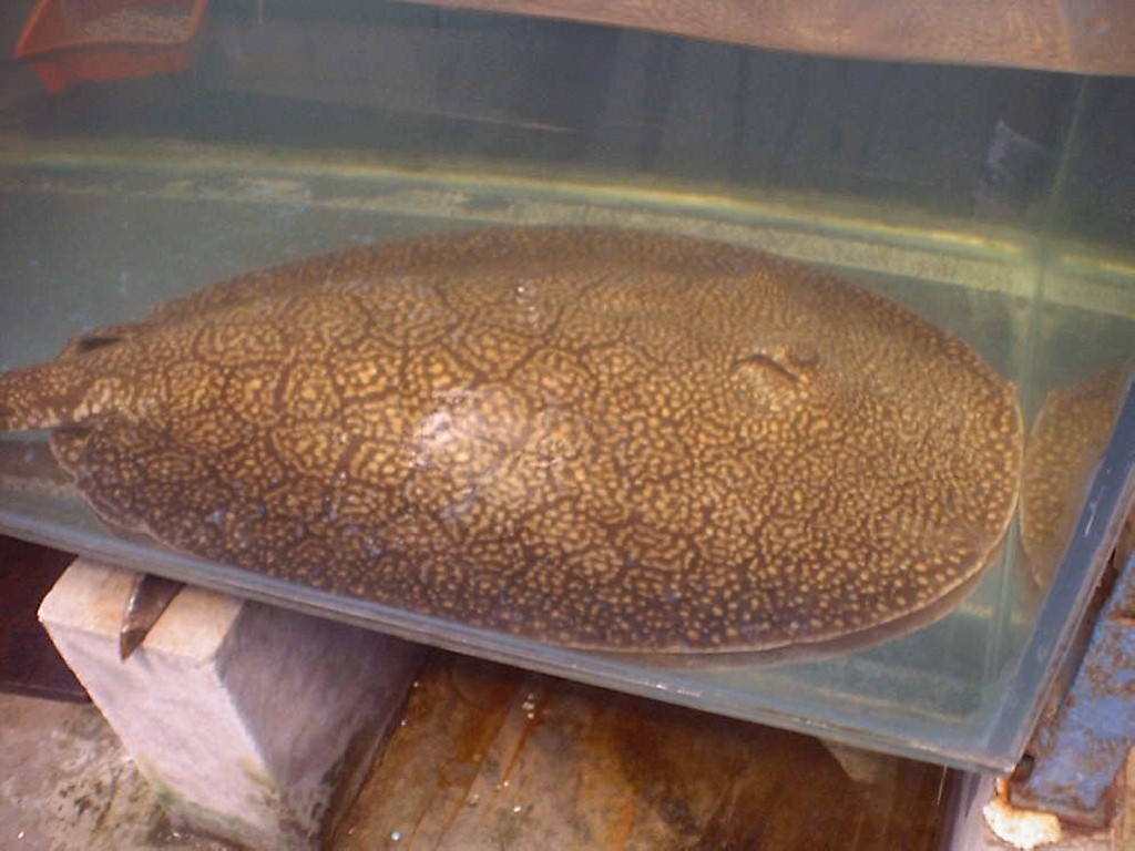 Potamotrygon sp. (Motelo stingray II form)