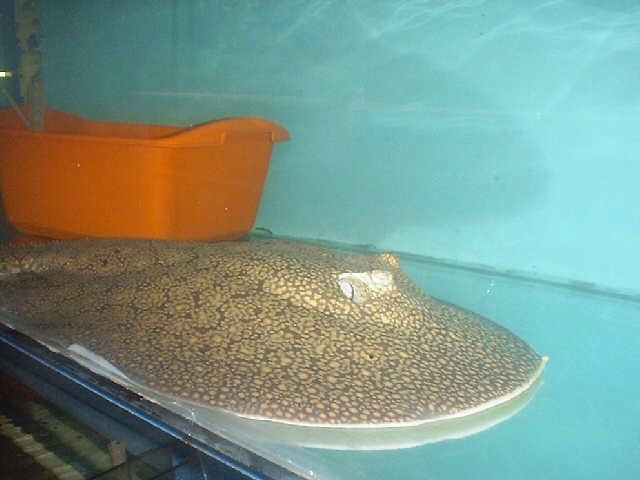Potamotrygon sp. (Motelo stingray)