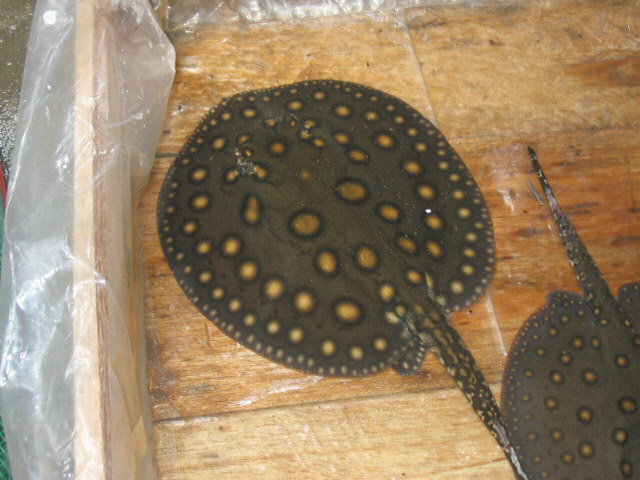 Potamotrygon motoro