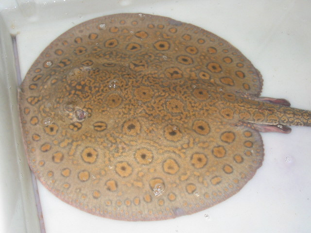 Potamotrygon sp. (motoro related)2