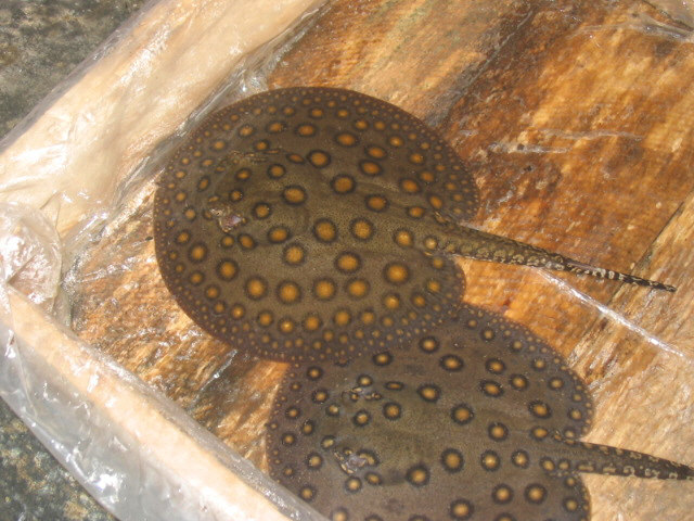 Potamotrygon motoro FEMALES