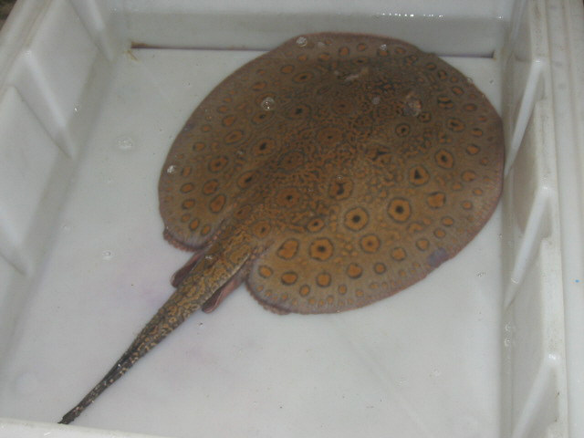 Potamotrygon sp. (motoro related)