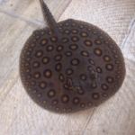 Potamotrygon motoro (Motoro stingray)