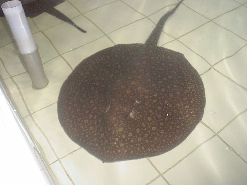 Potamotrygon orbicularis (Antena stingray Nanay)