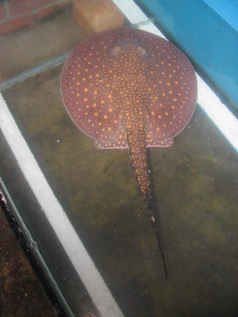Potamotrygon sp. (Otorongo stingray ORANGE Form)