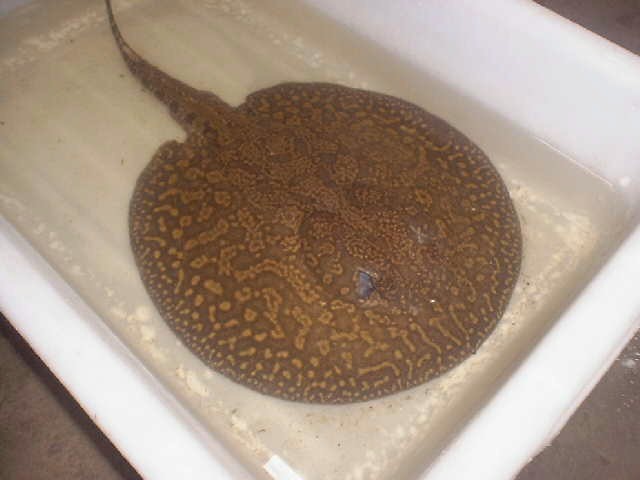 Potamotrygon sp. (Otoronguillo stingray)