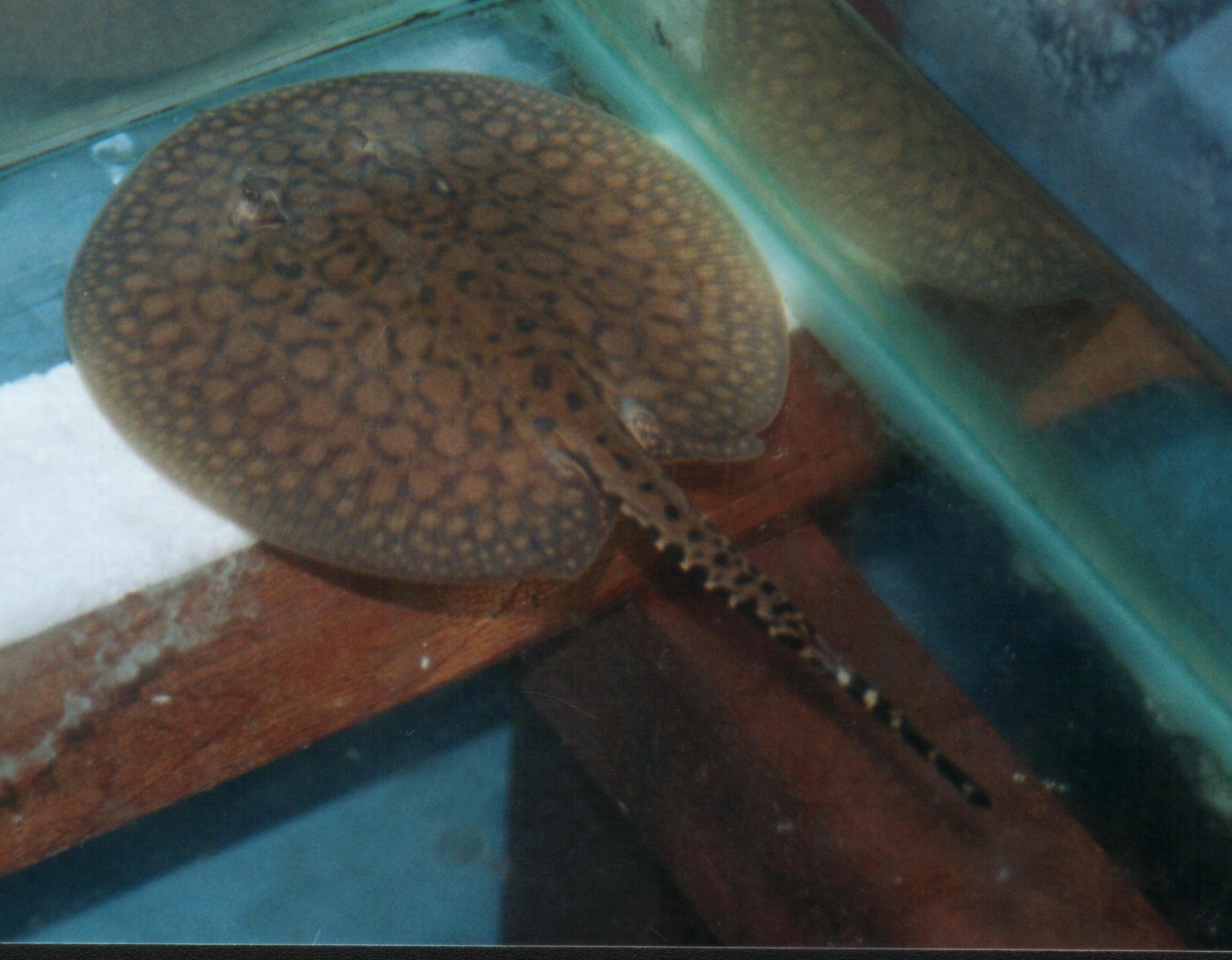Potamotrygon sp. (possible reticulatus)