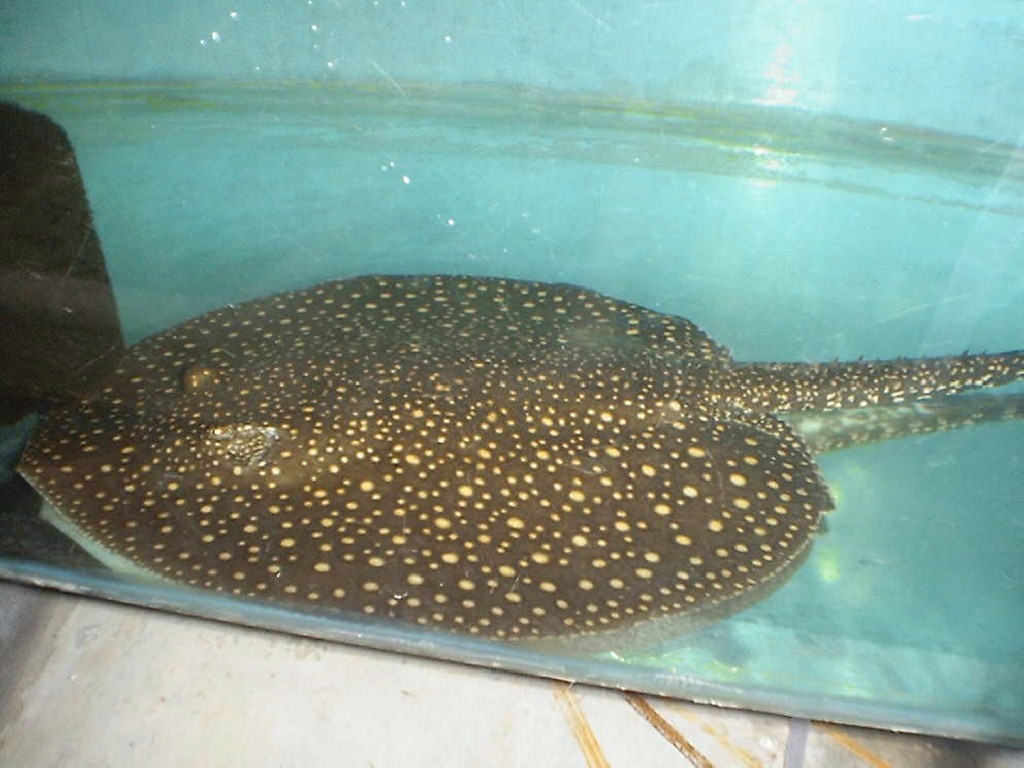 Potamotrygon sp. (Real Otorongo stingray)
