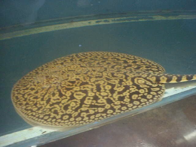 Potamotrygon sp SUPER TIGER