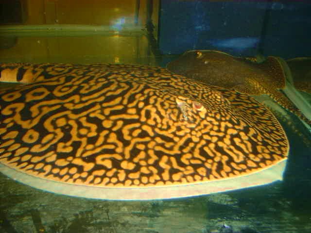 Potamotrygon sp Tiger ALTO NANAY