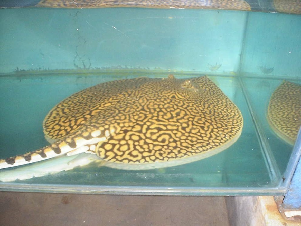 Potamotrygon sp. TIGER male