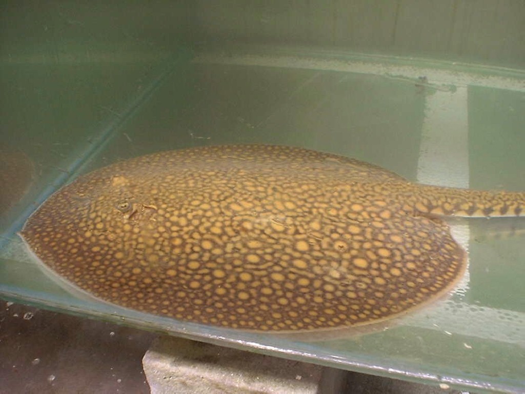 Potamotrygon sp. (Tigrillo I stingray)