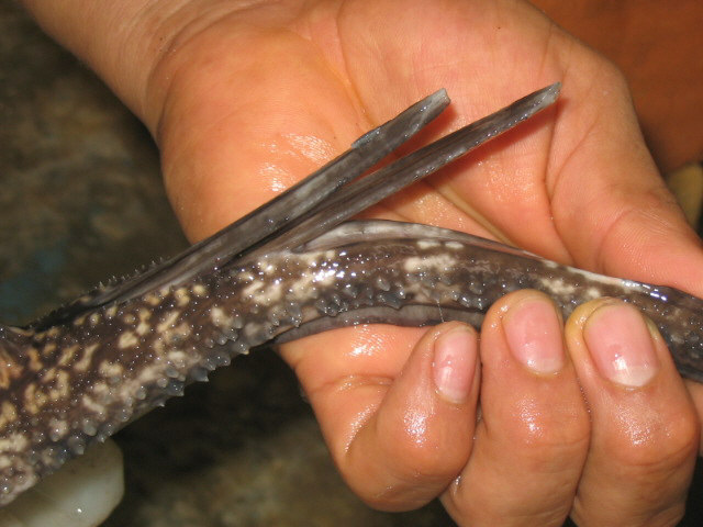 Spine of the stingray