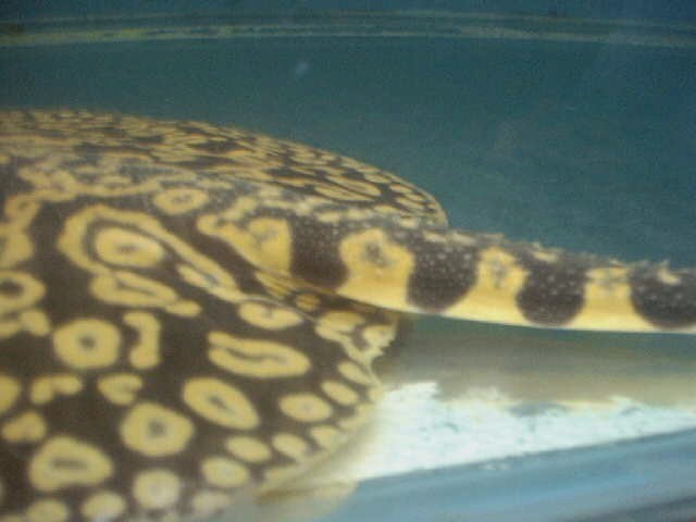 Stingray FEMALE