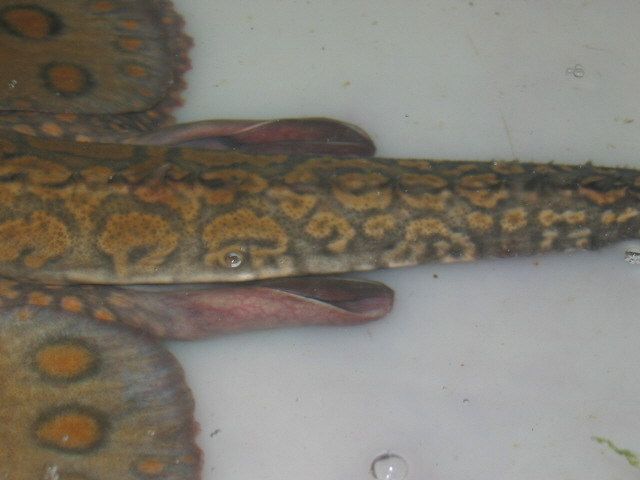 Stingray MALE detail