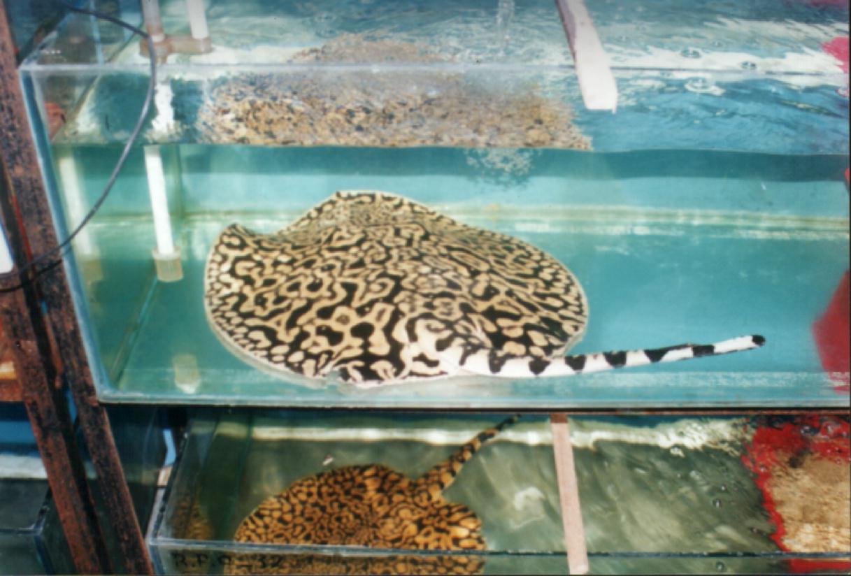 Tigers ready for export