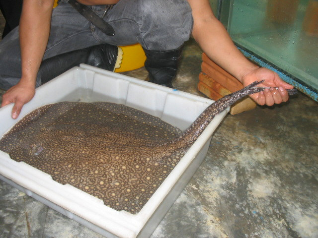 Tigrillo stingray JUMBO size