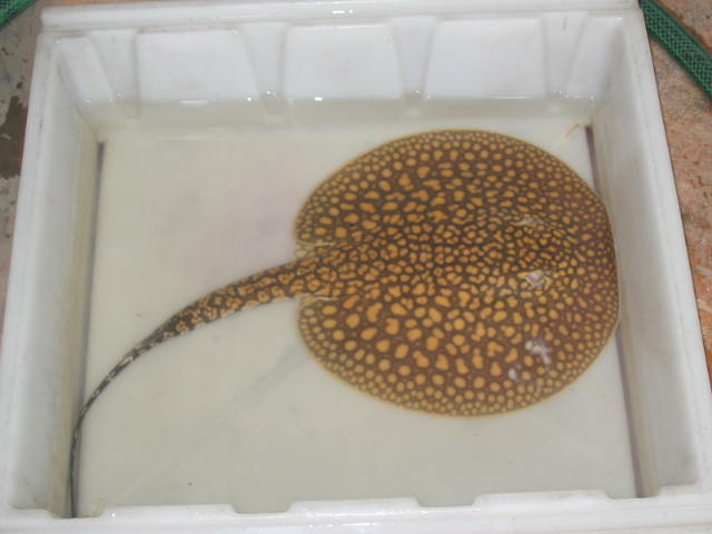 Tigrillo stingray REAL full pic