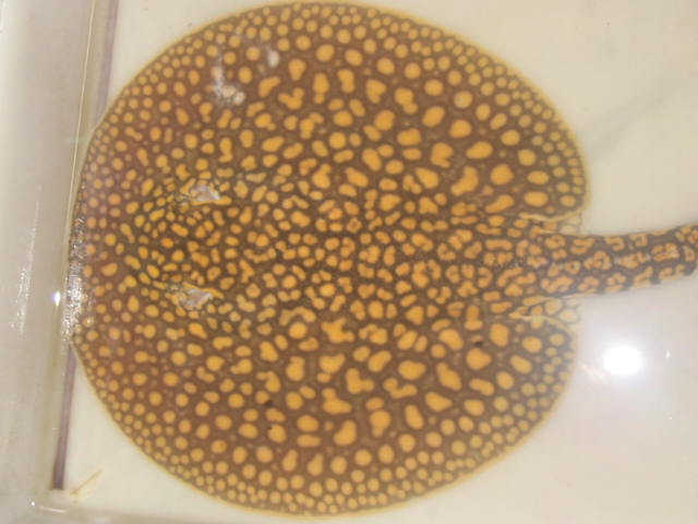Tigrillo stingray REAL
