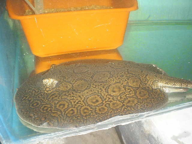 Unclassified one (Reticulatus group)