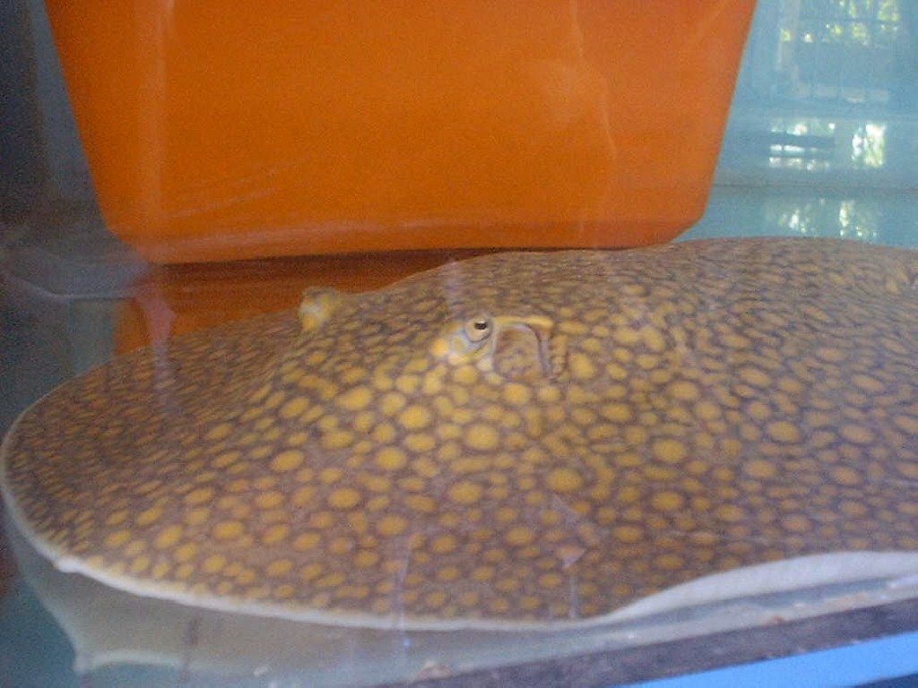 Unclassified stingray (Otorongo group)