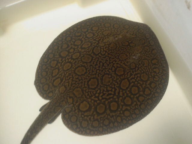 Unclassified stingray (Reticulatus group)
