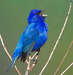 Indigo bunting