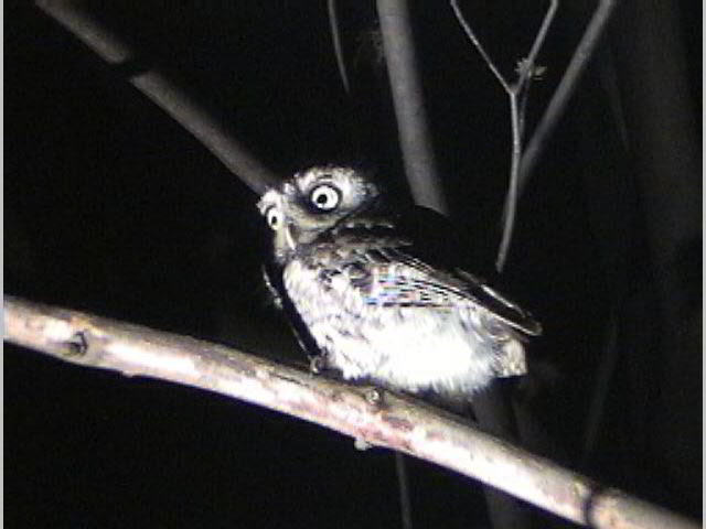 Screech owl during an owl prowl in the Klydel Wetland