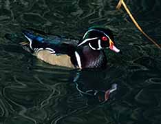 Wood duck found in the North Tonawanda Audubon Nature Preserve